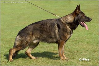 V (LGZS 2011 & 2012) Yedi von der Schiffslache