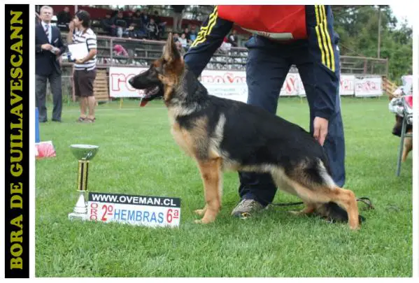 BORA DE GUILLAVESCANN