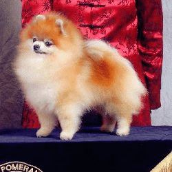 CH Desert Thunder of Lenette