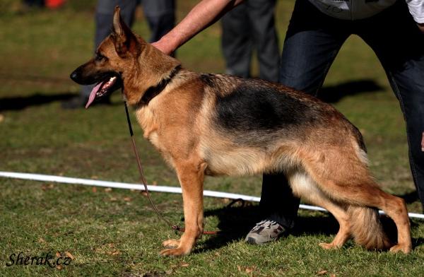 V1,CAC,CACIB Tarra z Krupickova mlýna