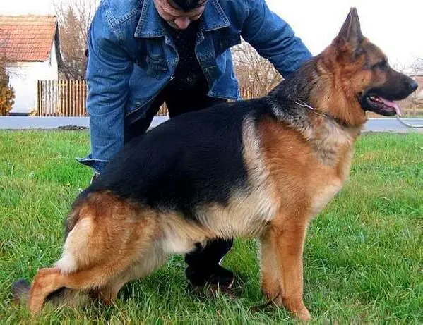 Sugovicai Bacsor Negus