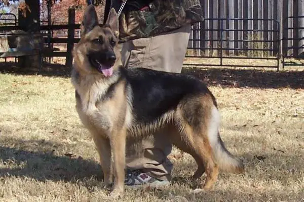 Zeva Vom Presley Haus