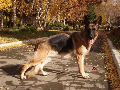 Zel'mira Djey Algero Lana