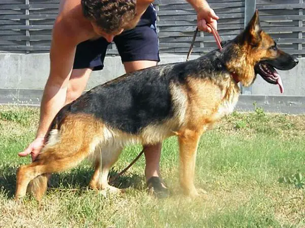 V.1 Amanda vom Haus Milesevac