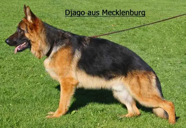 Djago aus Mecklenburg