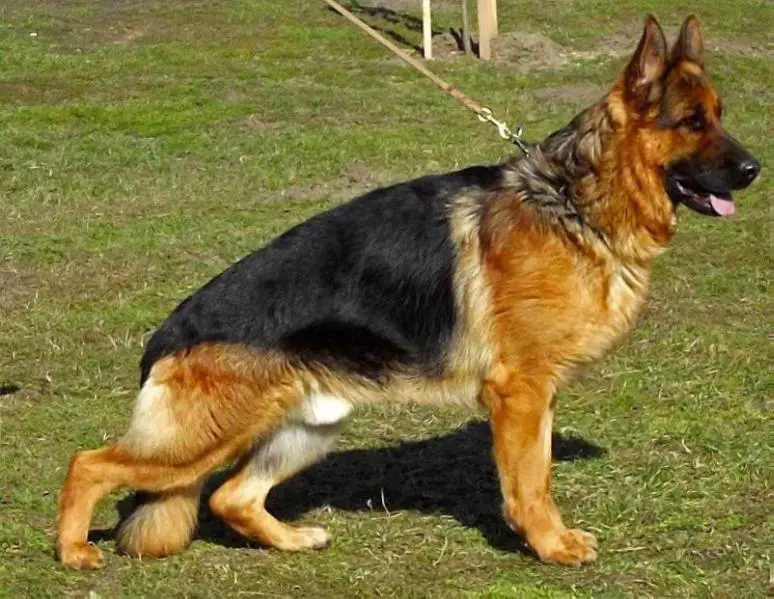 Fando vom Haus Christa