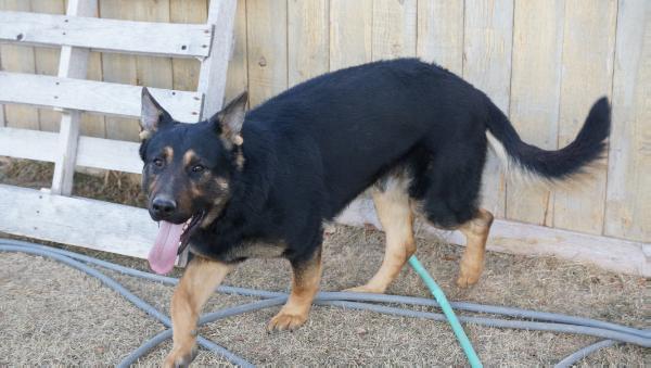 Kebow von der BleuHaus