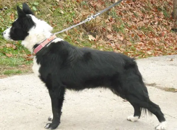 Stirling Bridge's Daisy