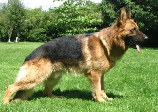 V Ulk des jardins de Mesoz