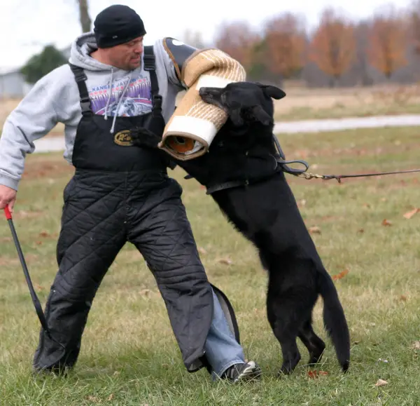 The Dog Ranch's Fatz