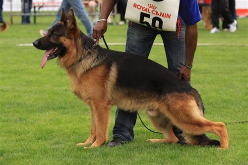 V2 FRA 2013, V78 BSZS 2013 Ellboy du Maingoval de Dolci