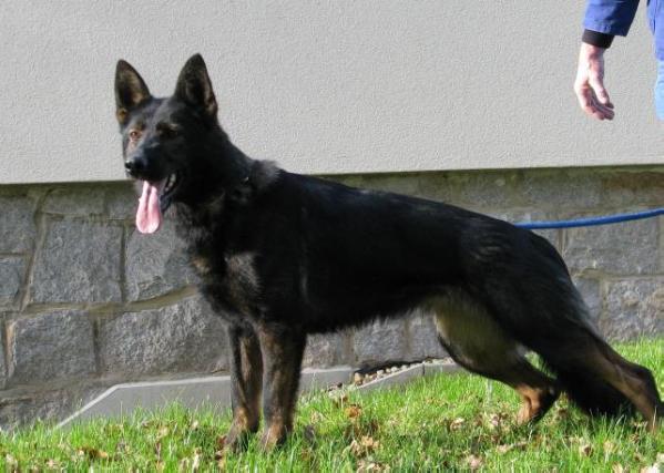 SG Inka von der Traubeneiche