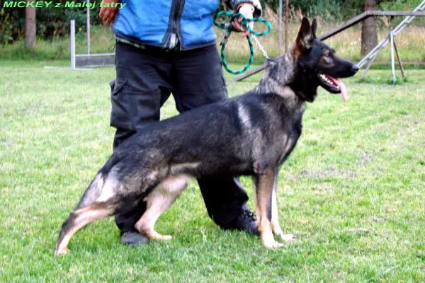 MICKEY z Malej Fatry