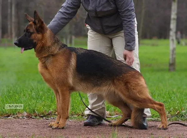 Zeiwa von Bad-Boll