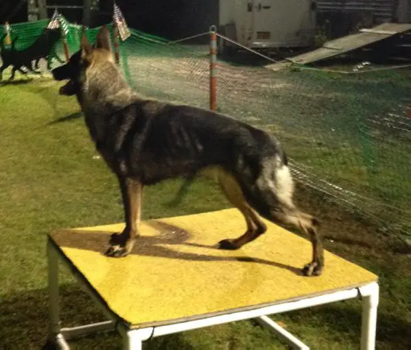 Dizzy Start Ur Engines!