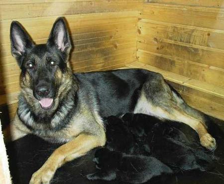 Haskia vom Bautzenwald