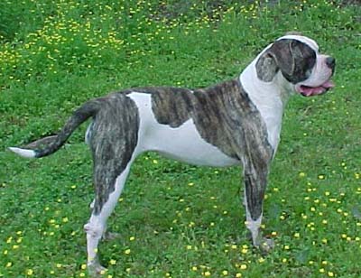 CCK's Sister Tonka