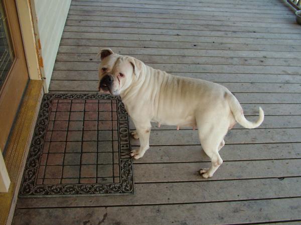 Whitey's Pearl White