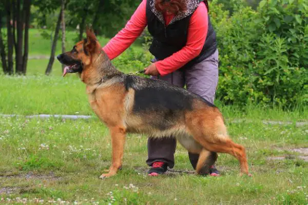 CH RUS+EST, CACIB Zavist` Bogov Santa Fee