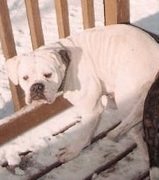 Howell's Circle of JDJ