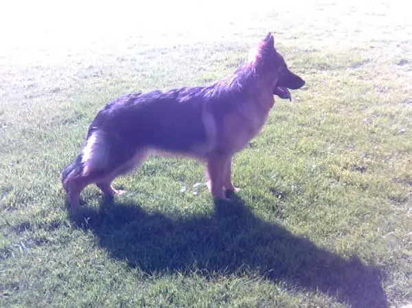 Marbercroft Countess Zara