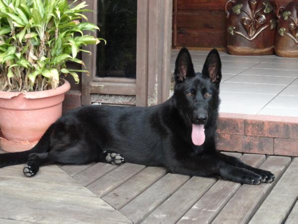 Fusca Vom Adler Haus