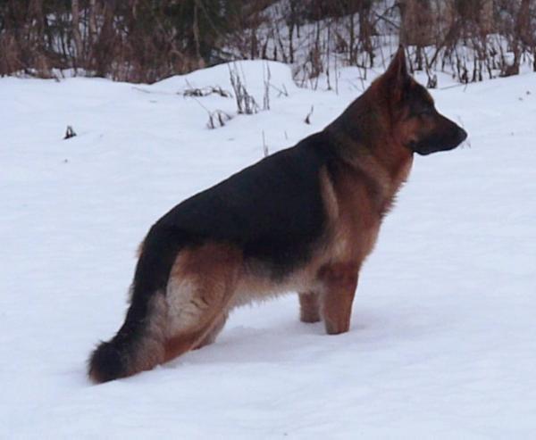 V, CH (FIN), CACIB Solholmens Kinden