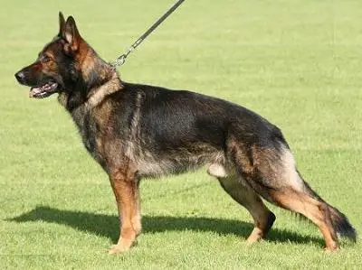 V Ken vom Hessenstein