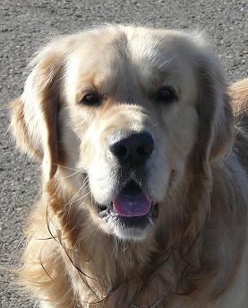 Villa Carsan Capricho Dorato