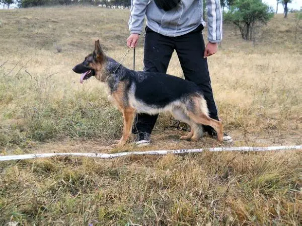 RJCH Conny Van Pavora