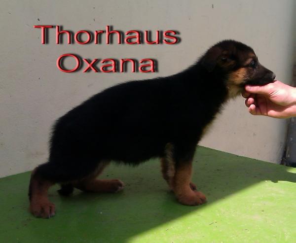 thorhaus oxana