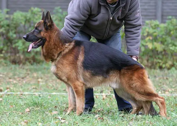 V(BSZS) Sting Super Agent