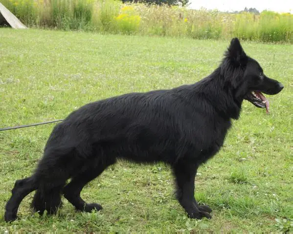 LVCH Frodo Oger Schloss