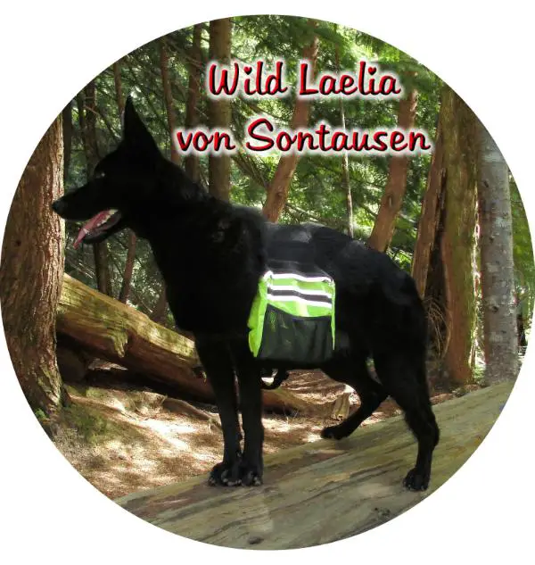 PAM-S EN MHD Wild Laelia von Sontausen