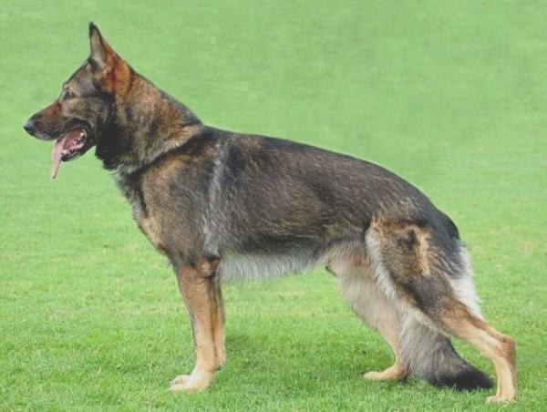 Eiv vom Göhliser Hof