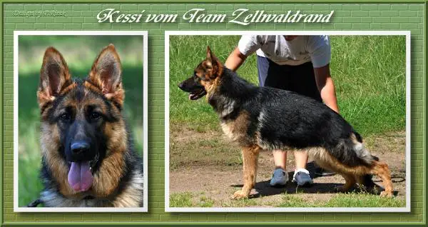 Kessi vom Team Zellwaldrand