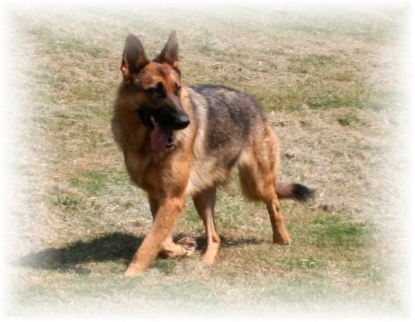 Shelby von Livinghaus