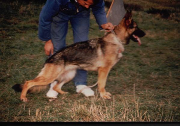 Truxi vom Bramberg