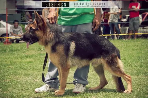 Sparrow vom Brennenbusch