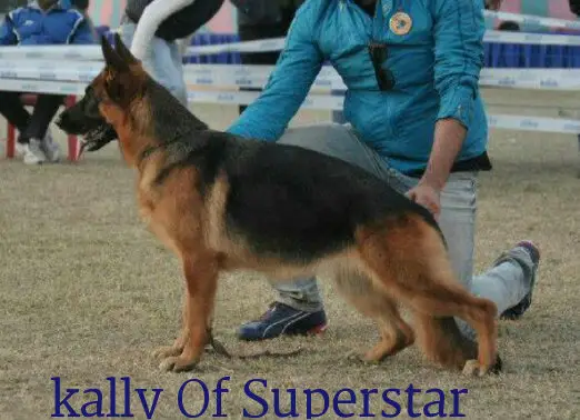V1 Kally of Superstar