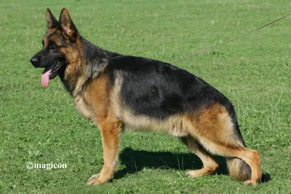 Denzel von Melanchthon