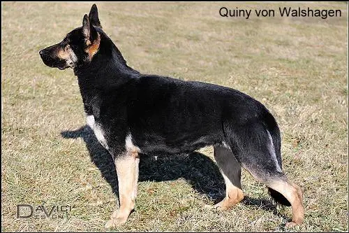 Quiny von Walshagen