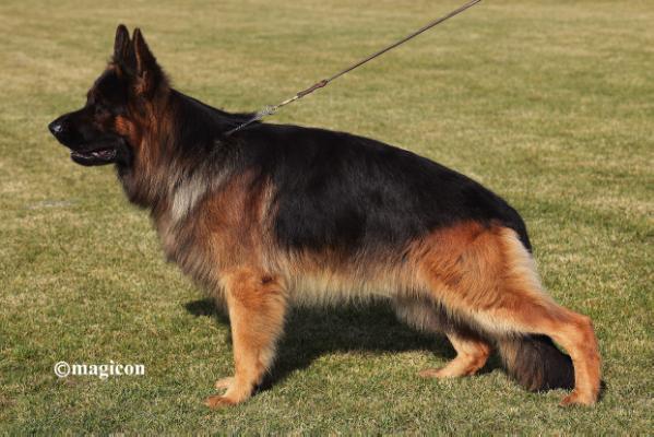 VICE EURO CH , V1 RO Silvestris Quax