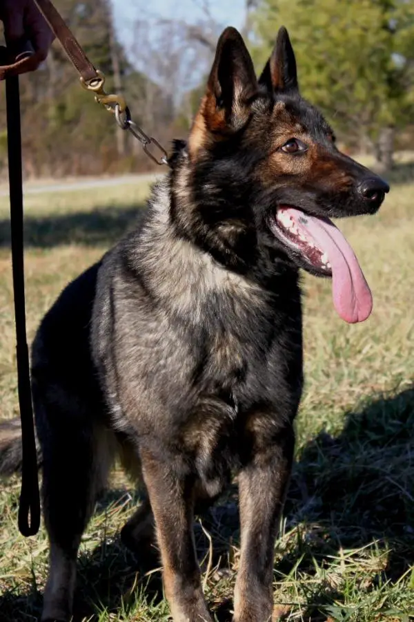 Rahma von Schone Stadt