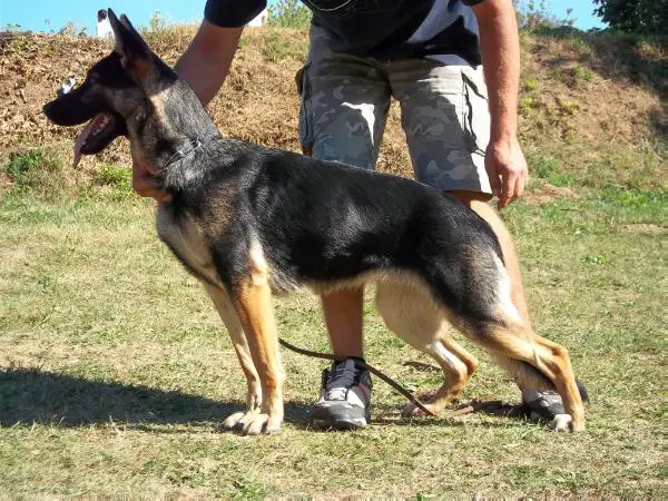 Inka von der winterschal