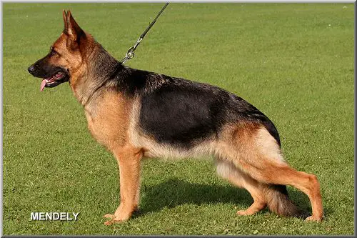 V Luci vom Mönchberg