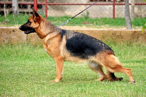 Anita of Grandiose German Shepherds