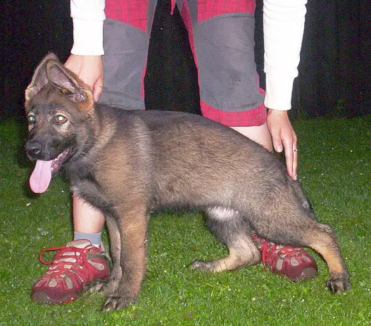 Ember z Atarova sadu