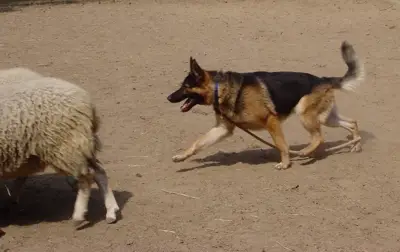 CH Appleridge's Cowboy