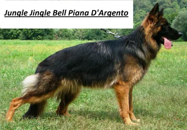 Jungle Jingle Bell Piana D'Argento (*)